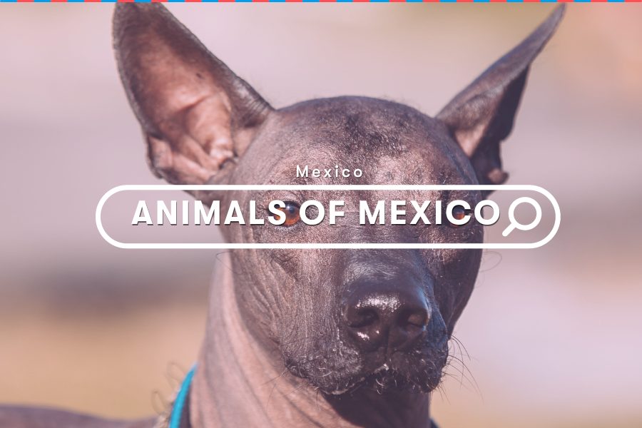 Guide: Animals in Mexico